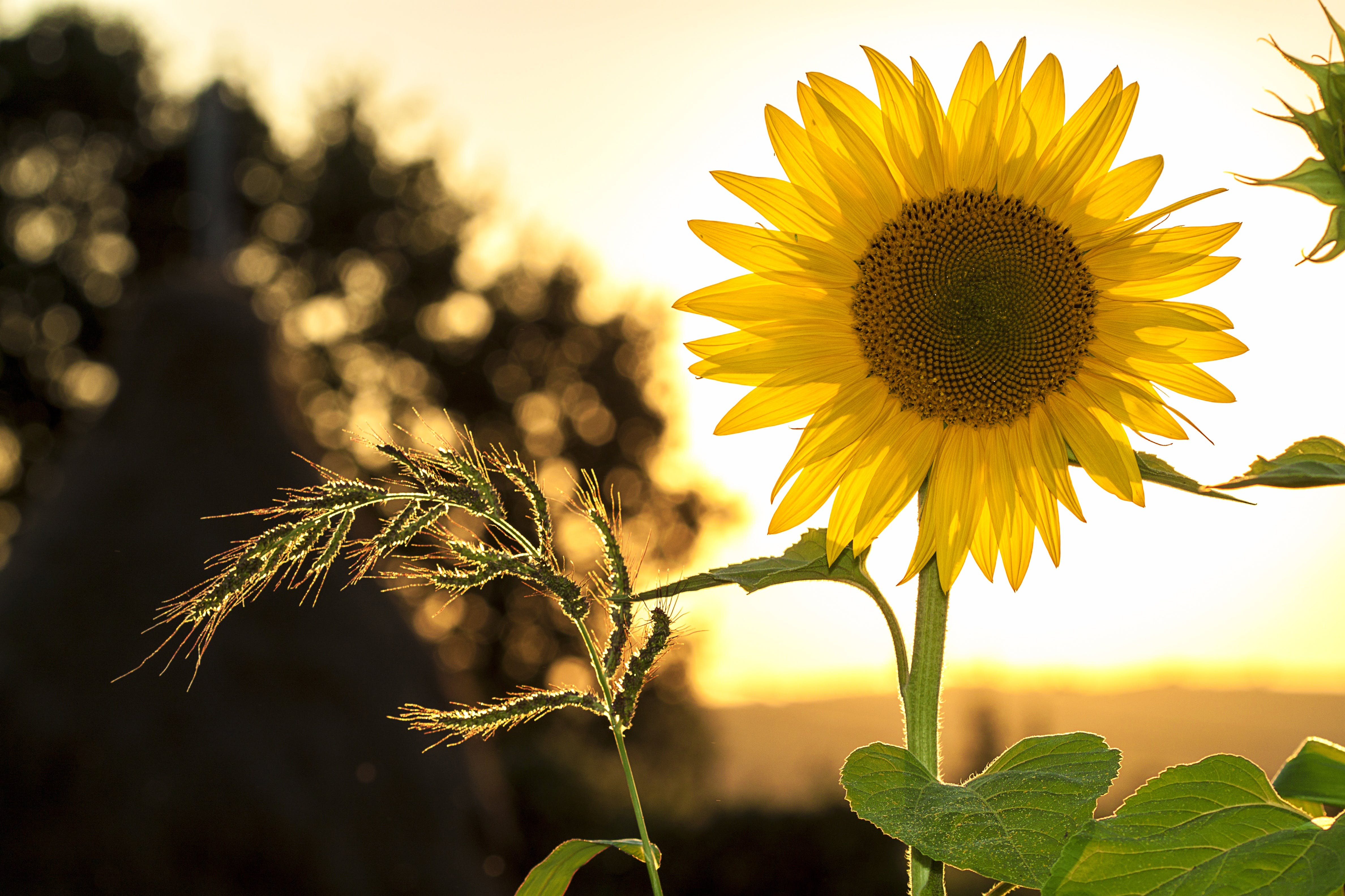 Das Bild zeigt eine Sonnenblume im Sonnenuntergang und steht symbolisch für Ressourcen, Waerme und Kraft